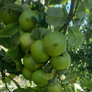 bergamotto biologico calabrese cassetta 9kg