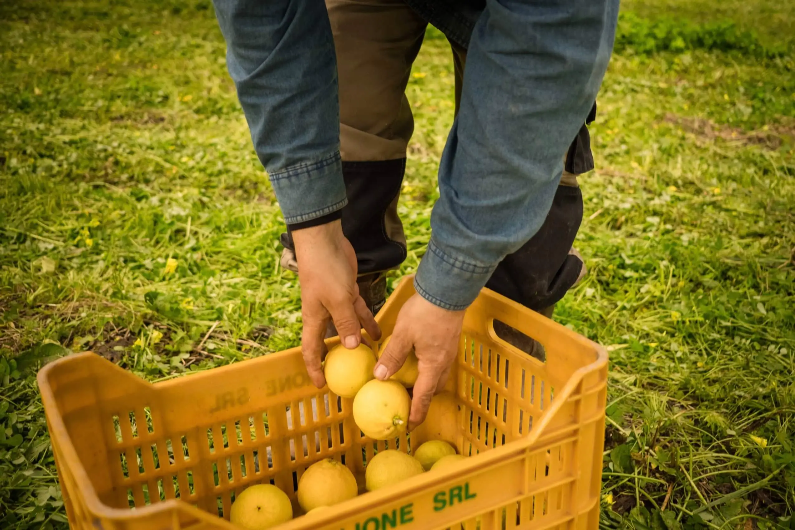 Le proprietà dell’essenza di bergamotto: benefici e utilizzo