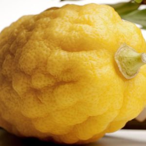 cedro calabrese dettaglio scorza